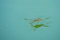 Mating water skipper