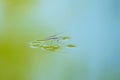 Mating water skipper Royalty Free Stock Photo