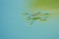 Mating water skipper