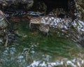 A pair of Water Snake