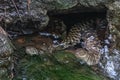 A pair of water snake on hunt