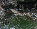 A Pair of water Snake