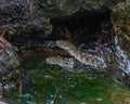 A Pair of water Snake