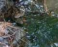 A pair of water snake