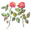 Pair of watercolor pink roses clip art