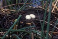 Pair of Waterfowl Eggs in a Nest Royalty Free Stock Photo