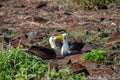 Waved Albatros in the Galapagos Islands