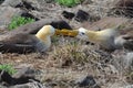Pair of waved albatross (Phoebastria irrorata)