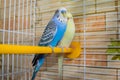 Pair of wavy parrots in a cage