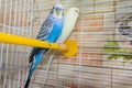 Pair of wavy parrots in a cage