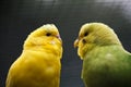 A pair of wavy parrots.