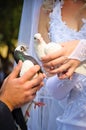 Pair of wedding pigeons in hands Royalty Free Stock Photo