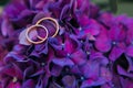 A pair of wedding rings flowers and petals of purple hydrangea close-up, macro Royalty Free Stock Photo