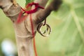 Pair of wedding rings hanging on red cord on young tree branch. Blurred green outdoor background. Wedding day concept.