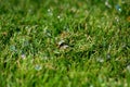 A pair of wedding rings on the lawn