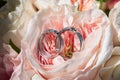 pair of wedding rings with pastel purple rose for background image Royalty Free Stock Photo