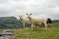 Dwyryd Estuary sheep in Wales Royalty Free Stock Photo