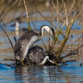 Western Grebes