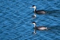 Pair of Western Grebes Swimming in the Blue Water