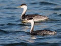 Pair of Western Grebes