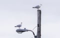 A pair of Western Gulls (Larus occidentalis) sit atop a street light in Grand Bank, Newfoundland, Atlantic Canada. Royalty Free Stock Photo