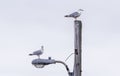 A pair of Western Gulls (Larus occidentalis) sit atop a street light in Grand Bank, Newfoundland, Atlantic Canada. Royalty Free Stock Photo