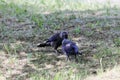 Pair of western jackdaws Coloeus monedula Royalty Free Stock Photo