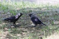 Pair of western jackdaws Coloeus monedula Royalty Free Stock Photo