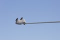 Pair of Western jackdaws on Street Light