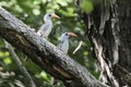 Pair of western red-billed hornbills, Tockus kempi, on a branch Royalty Free Stock Photo