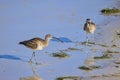 Whimbrels On The Beach Royalty Free Stock Photo