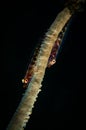 Underwater macro life in the Lembeh Straits of Indonesia