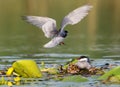 A pair of whiskered tern on the nest