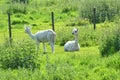 Alpaca idyll, pair of white alpacas, newly shorn.