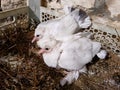 Pair of white baby pigeons in a nest. White pigeon breeding and farming. Royalty Free Stock Photo