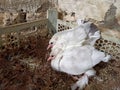 Pair of white baby pigeons in a nest. White pigeon breeding and farming. Royalty Free Stock Photo