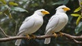 Bali mynah birds Royalty Free Stock Photo