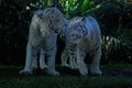 A pair of white Bengal tigers are getting ready to mate.