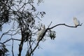 Australian Wildlife Series - Little Corella Cockatoo - Cacatua sanguinea