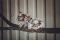 A pair of white brown frillback pigeons sit on a branch. Two curly pigeons