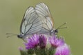 Pair of white butterfly with black veins, Aporia crataegi