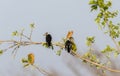 A pair of white crested helmetshrikes, Prionops plumatus, on a branch of a tree in South Africa