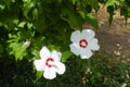 Pair of white crimsoneyed flowers of Hibiscus syriacus in August Royalty Free Stock Photo