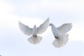 Pair of white doves flying in the winter sky Royalty Free Stock Photo