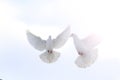 Pair of white doves flying in the winter sky with sunny hotspot Royalty Free Stock Photo