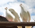 Pair of white doves, pigeons perched on a perch