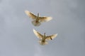 Pair of white doves into the sky gray Royalty Free Stock Photo