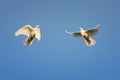 Pair of white doves soars high in the sky