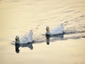 A pair of white ducks are swimming in the calm waters of the lake at sunset and their reflection can be seen in the water Royalty Free Stock Photo