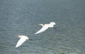 Pair of white egret flying over the lake Royalty Free Stock Photo